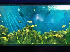 -锦艺城海洋馆