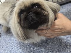 -美联众合动物医院·24h转诊中心