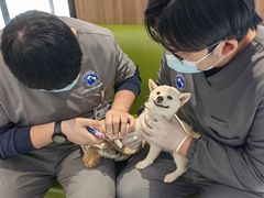 -北京派仕佳德动物医院·超导核磁·CT·神经科·骨科·内外科·急重症管理中心