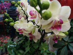 -双季花艺园艺市场(浦东店)