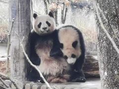 -中国大熊猫保护研究中心雅安碧峰峡基地