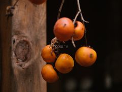 -悦哉·派对·草坪婚礼·围炉煮茶(三圣乡店)