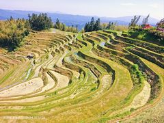 -紫鹊界梯田景区