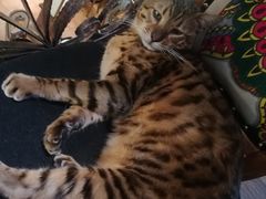 -more than meow吴止猫主题餐厅(承德 中船汇店)