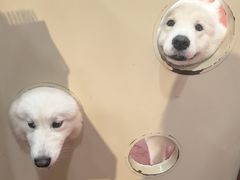 -和它·交个朋友·狗咖猫咖(爱琴海店)