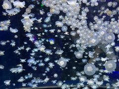 -太平洋海底世界