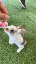 -萌宠亲子动物乐园(槐房万达店)