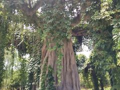 -石家庄市植物园