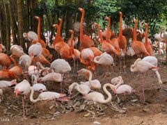 -广州长隆野生动物世界