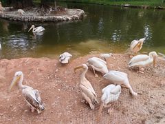 -深圳野生动物园