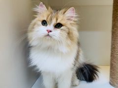 -十月米努特矮脚猫舍