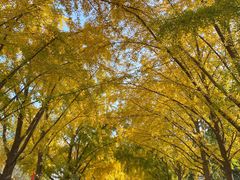 -三里屯东五街银杏大道