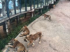 -大连森林动物园