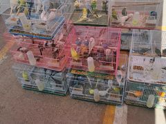 -中环花鸟鱼虫市场