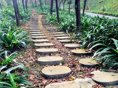 -广州市帽峰山景区