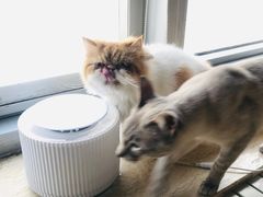 -Cappucimeow猫咪咖啡馆(韦伯时代店)