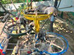 -西霞口神雕山野生动物世界