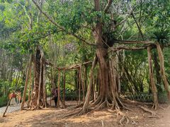 -中国科学院西双版纳热带植物园