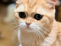 -滚猫咖啡·猫咖·猫友好撸猫(未来城店)