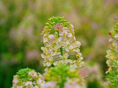 -中国天府农业博览园