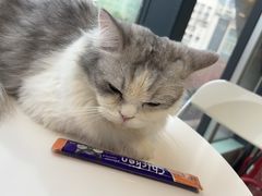 -怪兽屋·羊驼·猫咖·狗咖(俊华广场店)