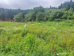 -武陵山森林公园