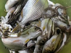 -鑫艋游艇海钓俱乐部