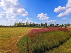 -春花秋色城市公园