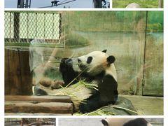 -上海野生动物园