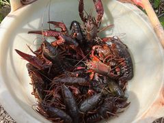 -同銮特种养殖场·龙虾垂钓