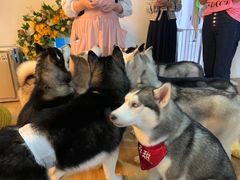 -Husky Go! 哈士奇体验馆·宠物咖啡厅狗咖