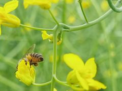 -光明小镇欢乐田园