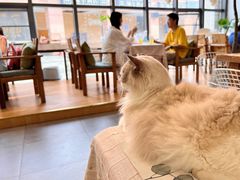-吉丁鸟咖·异宠·寄养
