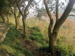 -艾坪山公园