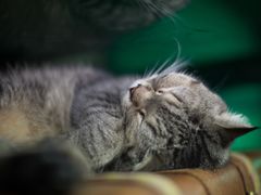 -猫咪博物馆(顶澳仔猫街店)