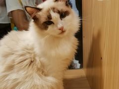 -屋虎猫馆(宝安大仟里店)