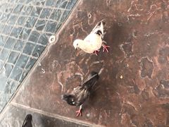 -普吉镇