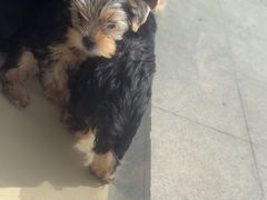 -芭比堂动物医院·CT·微创中心(新顺分院)