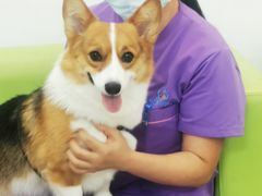 -北京观赏动物医院·24小时大型综合·猫专科·异宠专科