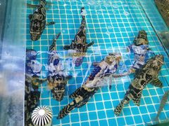 -渡海小渔村.老辈日照菜