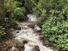 -莫里热带雨林景区