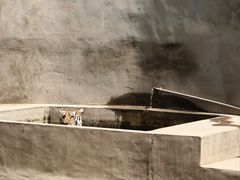 -保定市动物园