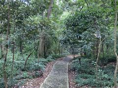 -上海佘山国家森林公园天马山园