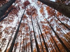 -上海海湾国家森林公园