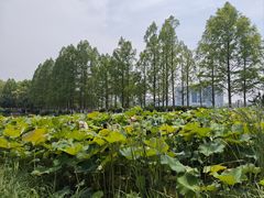 -金银湖国家城市湿地公园
