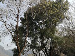 -八卦田遗址公园