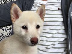 -柴犬小屋·柴餐厅·狗咖食堂(金鼎广场店)