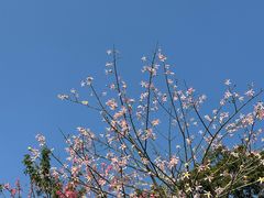 -云溪植物园