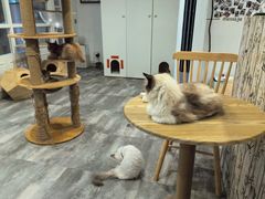 -楼上猫咖(罗湖店)
