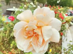 -北京植物园南门售票处